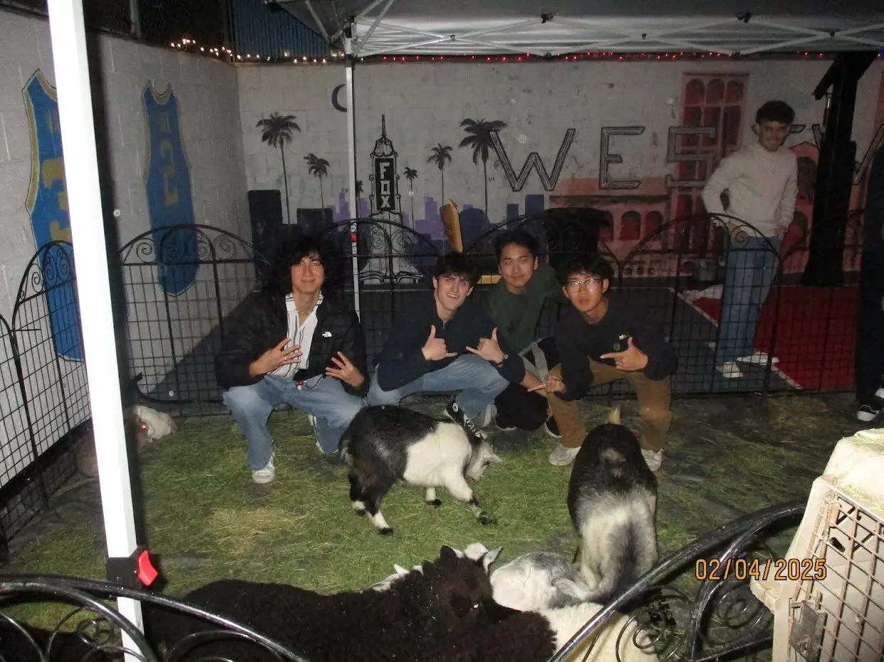 Brothers throwing shakas in the petting zoo pen with goats and sheep