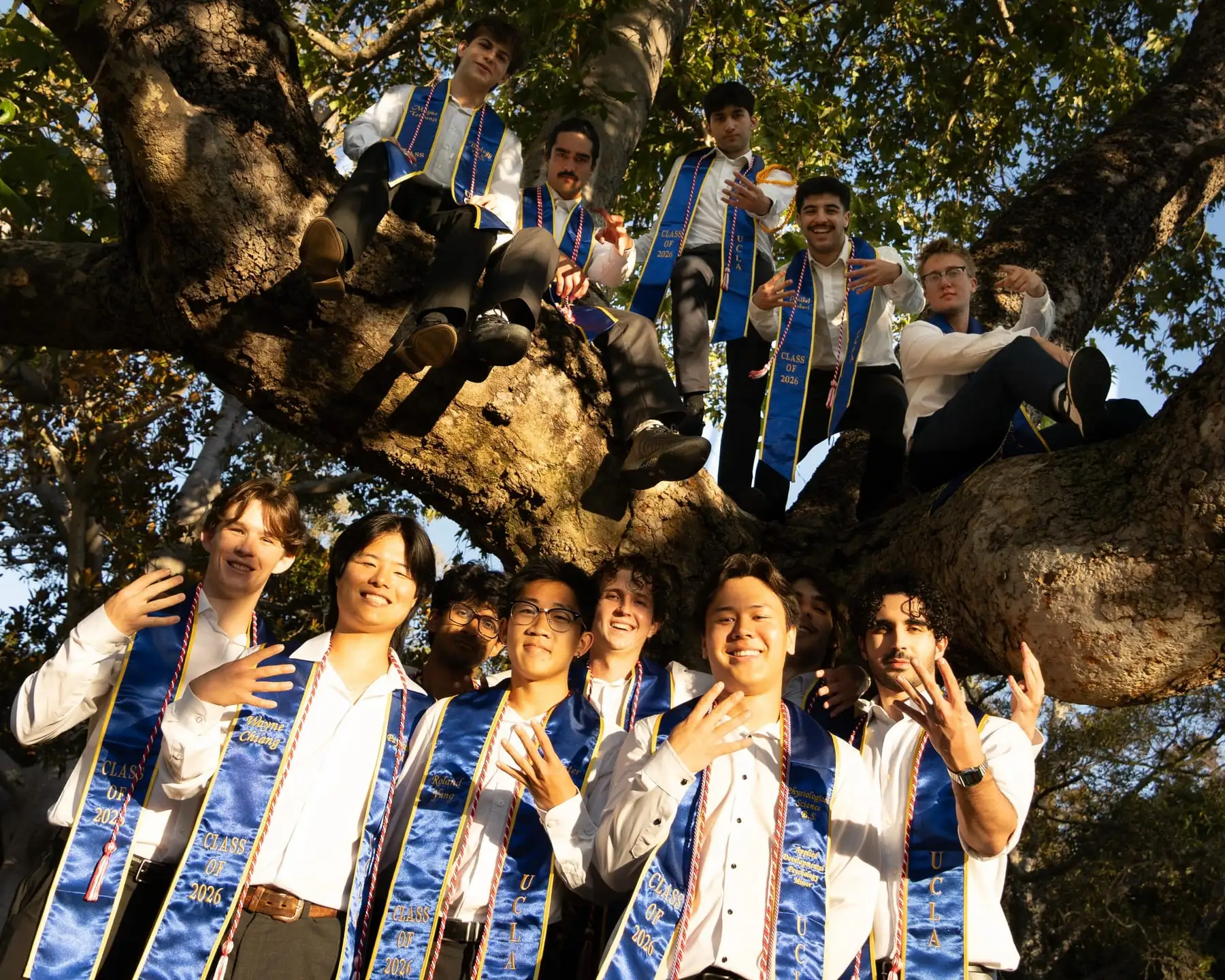 grads climbing in big tree, playful